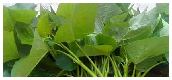 春天來了，多吃以下三種食物，肌膚紅潤，改善氣色，早吃早受益