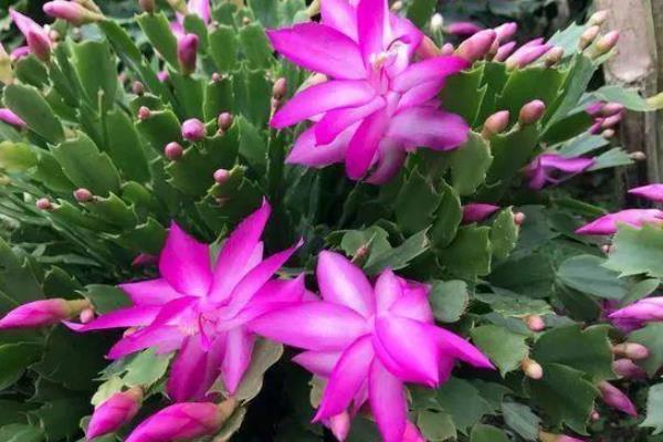 盆越小水越少,长势越好的几种花,看看你家有没有。