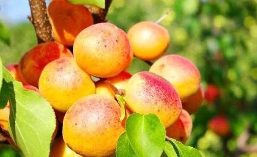 排毒|秋天女性适合坚持吃3种食物，美容养颜，杀菌排毒，预防妇科疾病