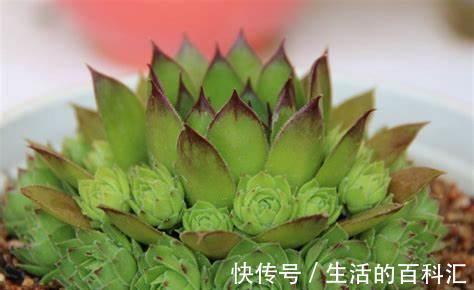 养花|养花试试这几款，花量大，养护简单，是夏天比较受欢迎的花卉