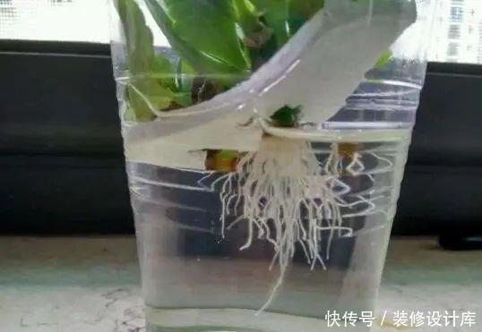 4种花适合在“冬天”扦插,不黑腐好成活,2月就能开满花