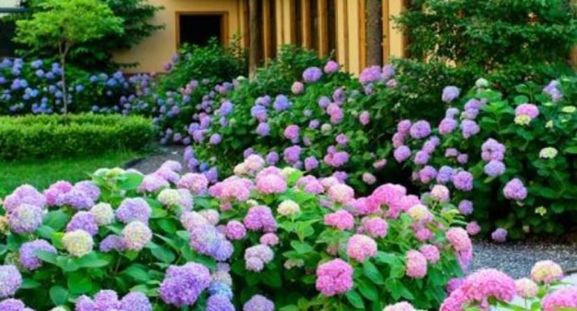 4种花自带财运,家里养一盆,30天不浇水照样生长,一年开花不断