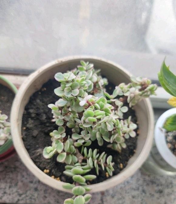 变异的雅乐|金枝玉叶药锦,变成“雅乐之舞”,学会分辨真假,以防吃亏