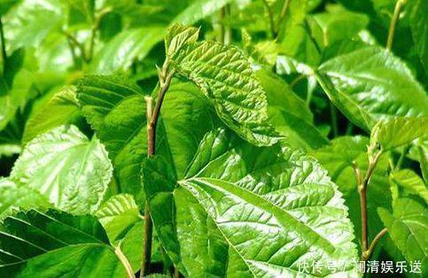 效果好|你脸上有斑吗农村一种常见树叶，专治黄褐斑，效果好还不花钱！