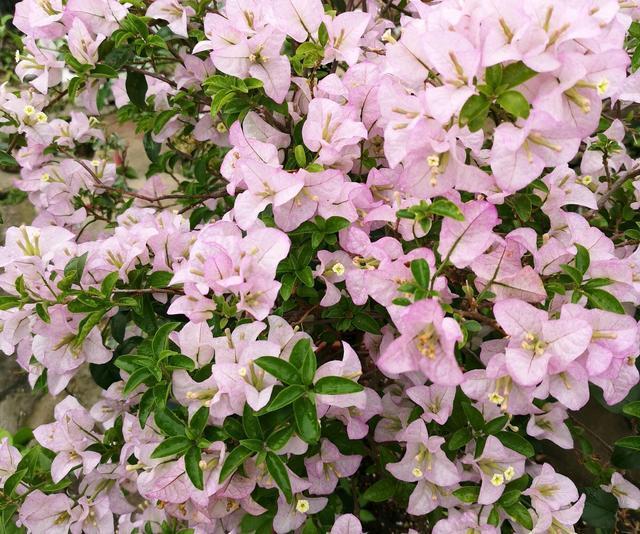 三角梅为什么只长叶不开花，三角梅控水时间，三角梅施肥策略