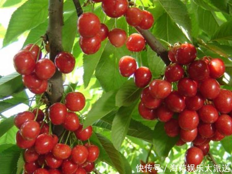 盆栽|3种水果种阳台上，当年果子挂满枝，随吃随摘无公害，全家乐呵呵