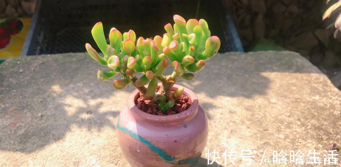 浇水|呼声最高的新人盆栽多肉，养殖期间注意此3点才不出问题