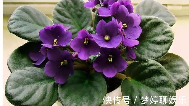 盆栽|把以下叶子随手插土里，两周长出一盆少见的盆栽，花朵比叶子好看