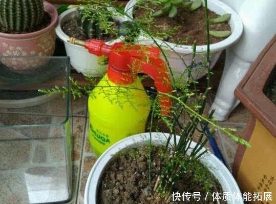 文竹不长了5个“小技巧”,长得又快又美,郁郁葱葱一大丛!