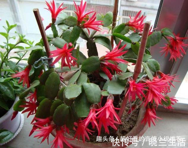 浇花|蟹爪兰不开花2种溶液浇下去，2周冒花芽，1个月开花60朵