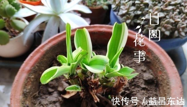 廿四|初秋给吊兰“整整型”，做好两件事，变成飘逸“小老桩”！