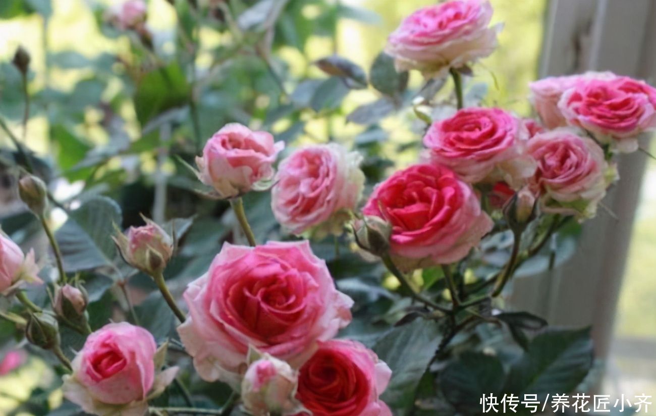 封闭阳台里养花，要给花准备“电器”，只有舍得电费，才能养好花