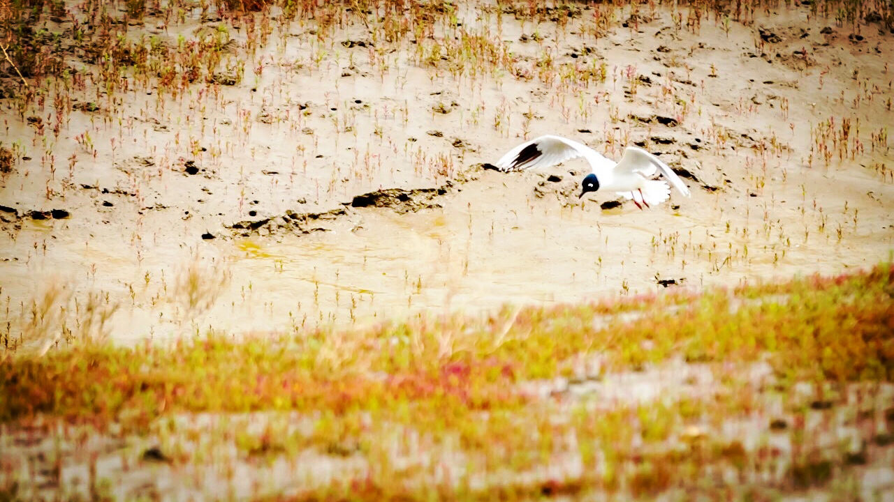 天下奇观红海滩