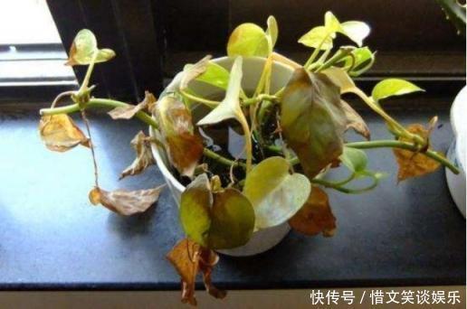 新房|别再闻味识甲醛,家中有这些征兆说明甲醛已超标