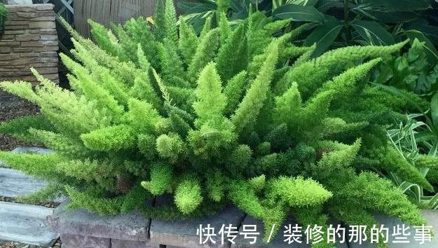 天门|养一株网红草狐尾天门冬，让阳台和庭院变得有趣起来