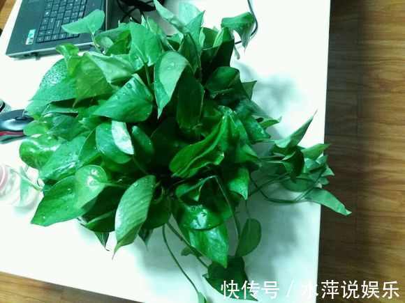 若是绿萝长得缓慢，只需1个方法，拼命长成绿胡须爷爷