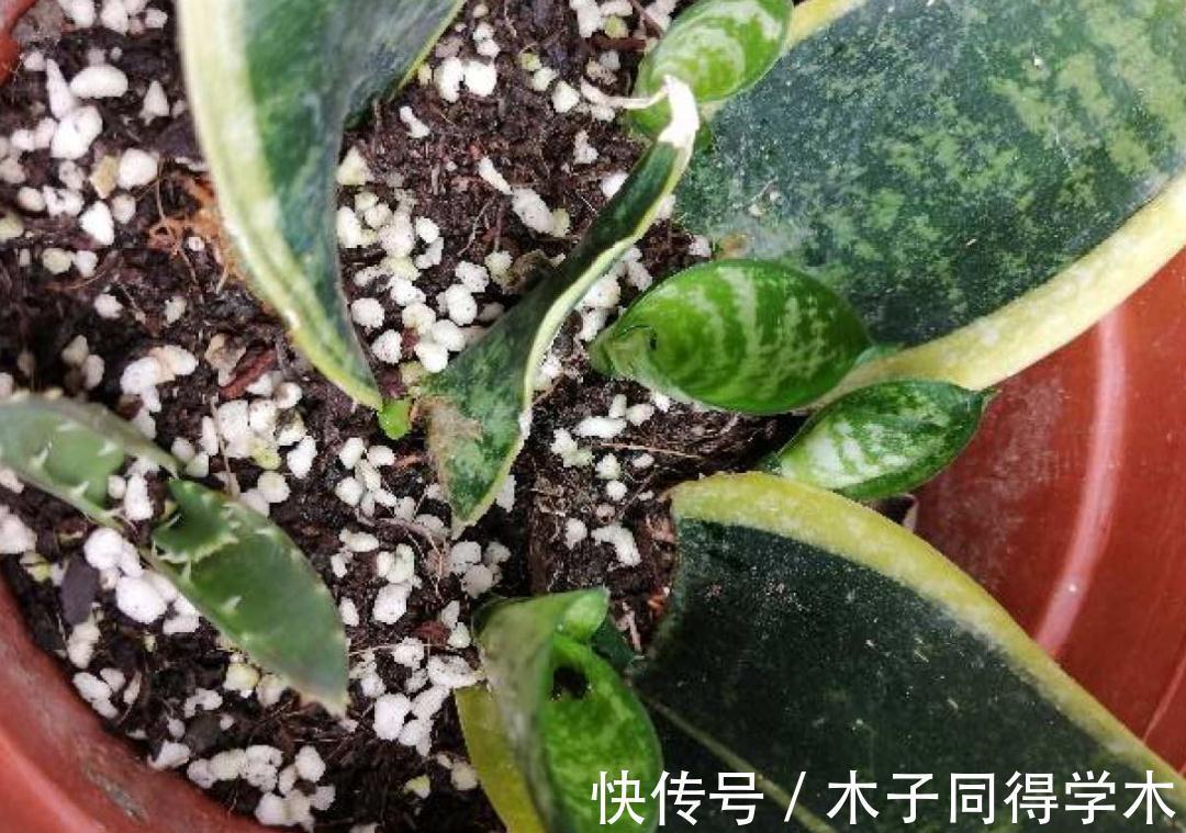 7种花，立秋后换盆，秋冬才能越养越好