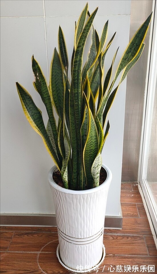 君子兰|客厅养花不宜多!12种“吉祥花”任选一种,寓意好“养人”还旺家