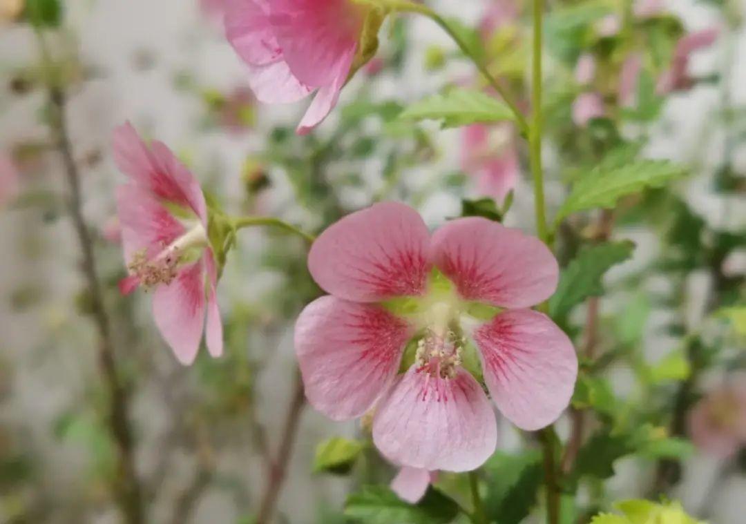 花成了光杆司令，剪一刀撒点药，很快冒新芽