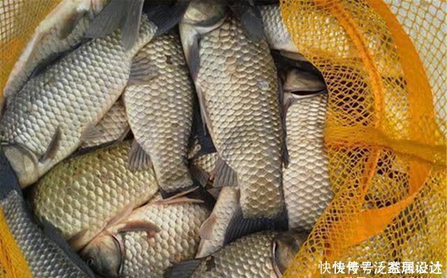 鲫鱼|仲春适合野钓大板鲫,介绍几款自制“素饵”,钓大鲫鱼很给力