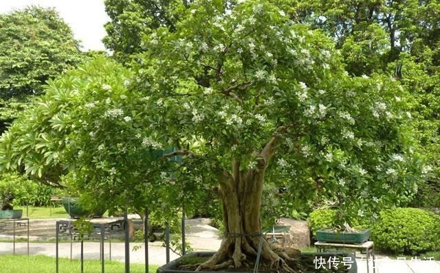 此“花”比香水还要香,院子里种一棵,能净化空气,花香九里!