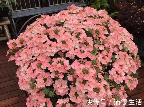 杜鹃|花盆太深真要命，长寿君子兰养1盆死1盆，赶紧换！