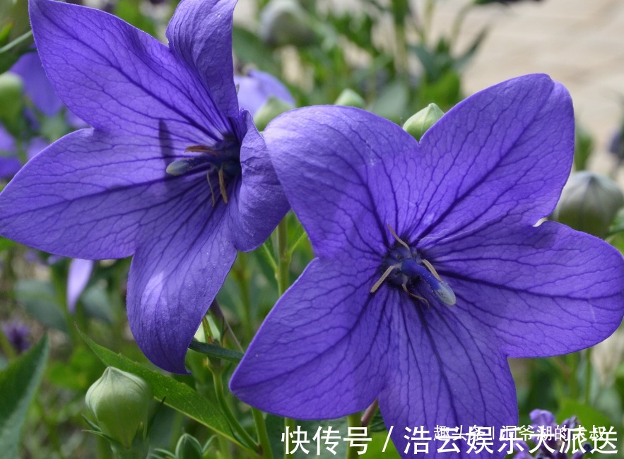 有福气|婚姻里,最有福气的3大生肖女,上有老公疼爱,下有孩子孝顺