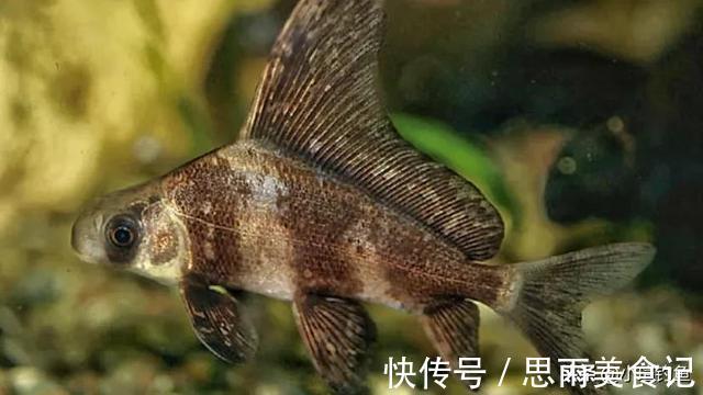 鲟鱼|国内钓到这些“牢底坐穿鱼”,务必放生,每年都有人误钓它们被抓