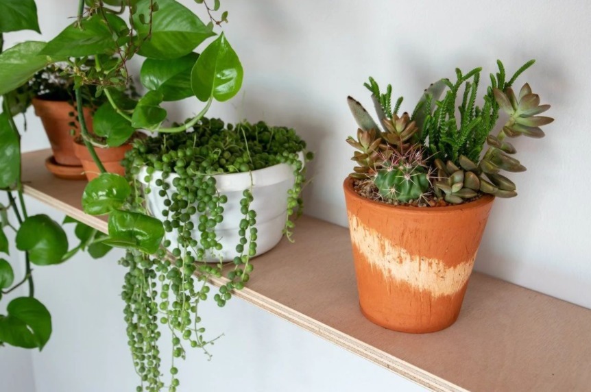 肥料|室内养花，弄错这3件事，植物长不好，主人爱生病