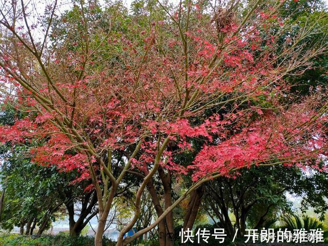 梅溪湖@《五绝·冬日游梅溪湖》逍遥碧水边,湖清树自闲