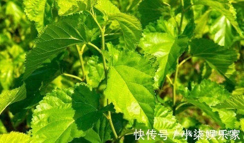 子宫污血|女性经期多喝此“补血叶”,排出子宫污血,调理月经,淡斑养颜