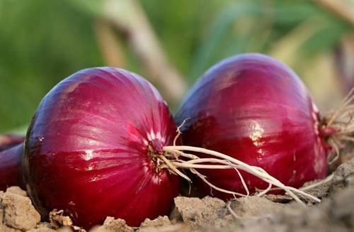 含有|洋葱百利但有“两害”,很多人还不清楚,危害很大,早知早受益