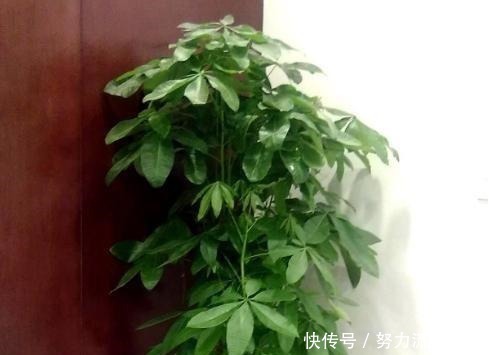 这“3种”植物,爱吃醋,每7天吃1斤,叶子绿油油,蹭蹭长不停