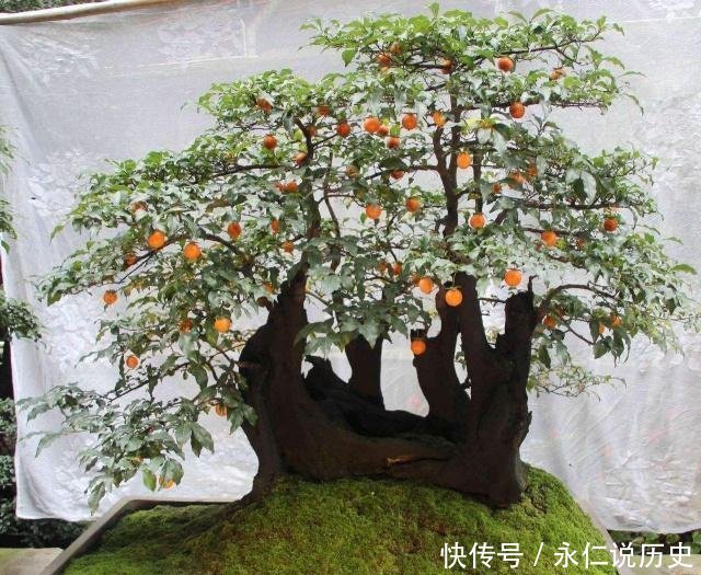 1种盆景,人称老桩金弹子,养越久越贵,都当传家宝养,我就养了
