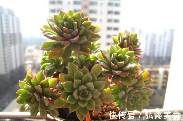 会开花的仙人球,扔进土里就能活,从小花开不断,花期长达半年