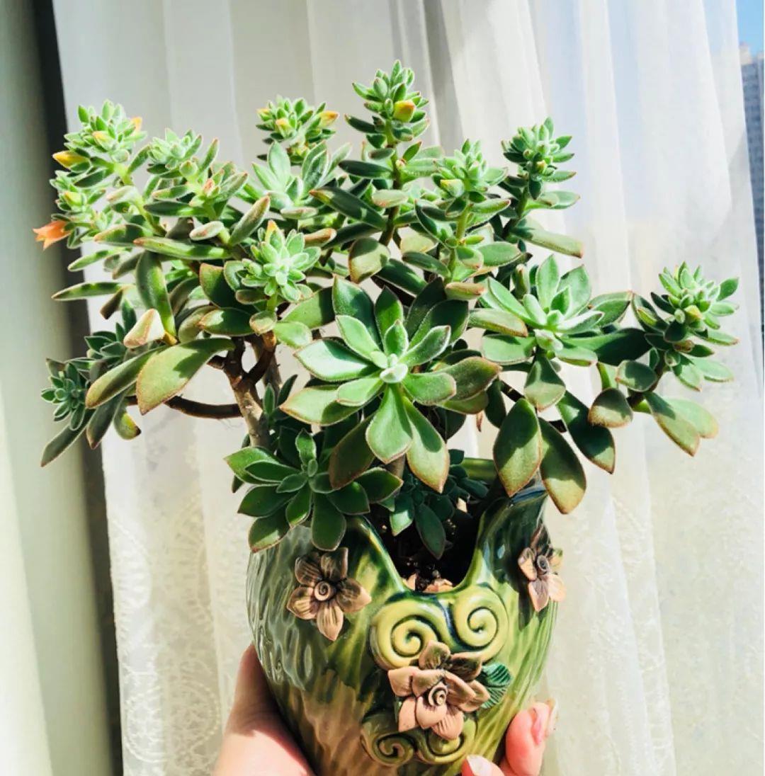 多肉盆栽：懒人必养的几种多肉，1盆轻松变10盆，越养越上瘾