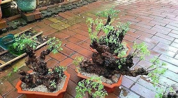 乡下一种“柴火木”,年年砍不绝,如今做成高档盆景,很受人欢迎