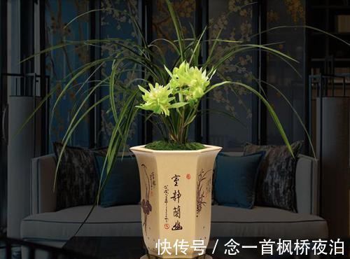 这款兰花想养死都难，花型难得一见，曾被炒到百万，如今热度不减