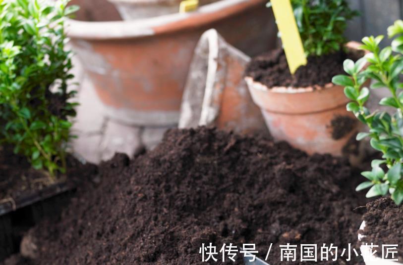 植物|绿化带里的这种土是养花“极品土”,走过路过不能错过!
