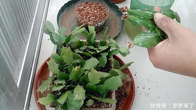 方法|一把梳子,扦插蟹爪兰,齐刷刷一排“白胡须”,插活几十棵