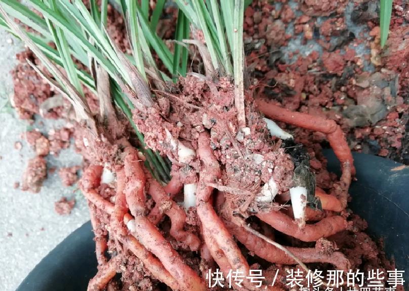 体检|6种情况，要给兰花翻盆，第1是“例行体检”，后2种建议忍耐一下