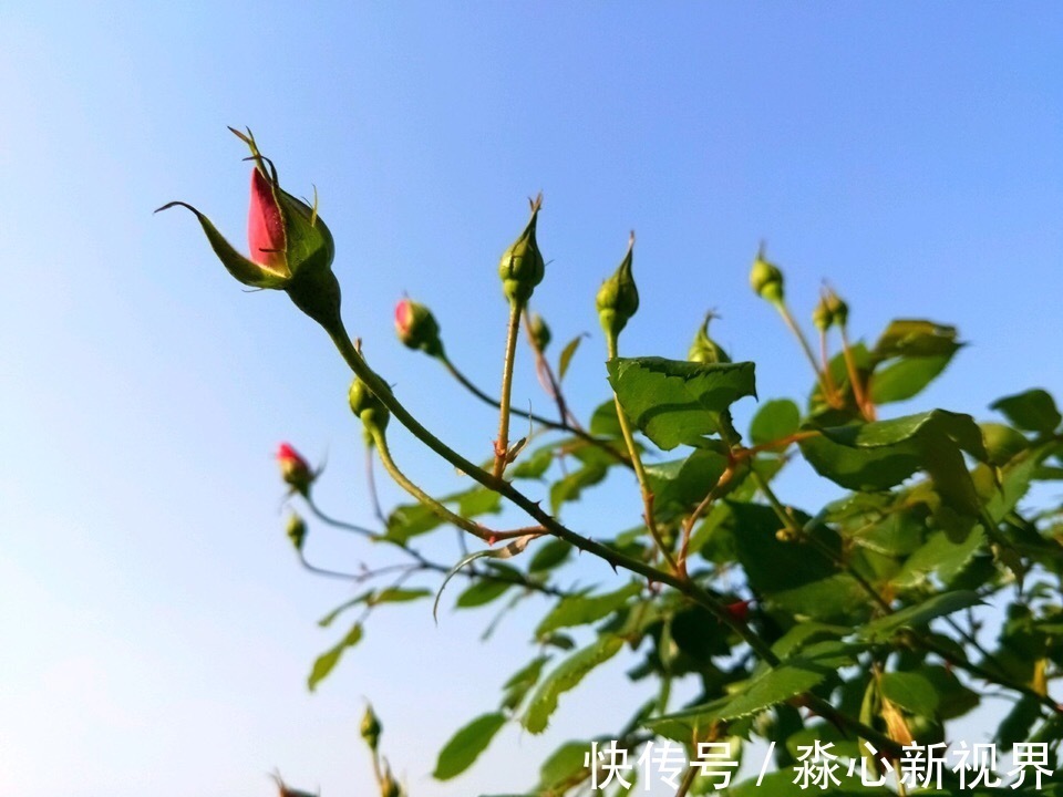 植株|园艺师教你!夏天养花“学1招”,养20天有惊喜,新枝多、开花多