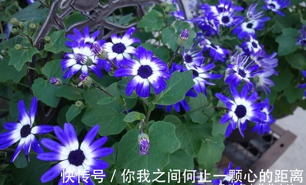 植株|为什么家里的瓜叶菊养一段时间就会枯萎，如何让它开花更久？