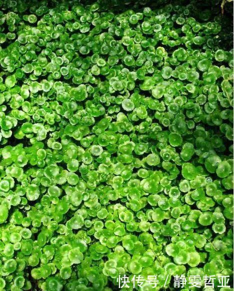 家庭养6种花“要当心”，容易出现“生物入侵”，天天起来要清理