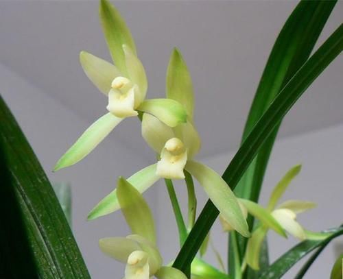  朱德素|此兰是素心“第一花”，每年可开4次，花苞又大又香，是养兰首选