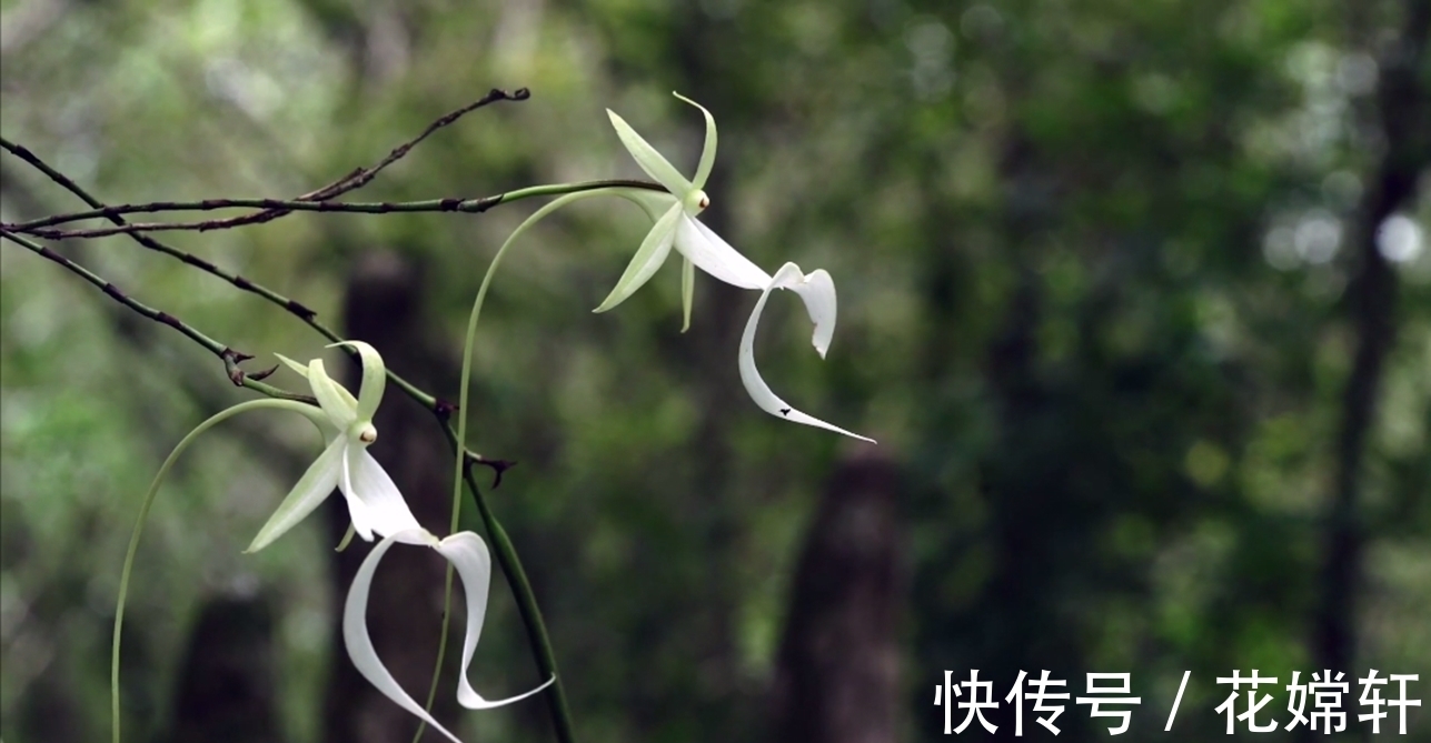鬼兰|世界上最贵的花朵,一朵价值1500万,知道这是什么花吗?