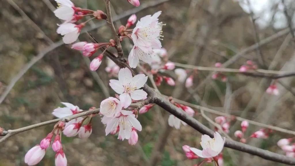 樱花绽放王母观