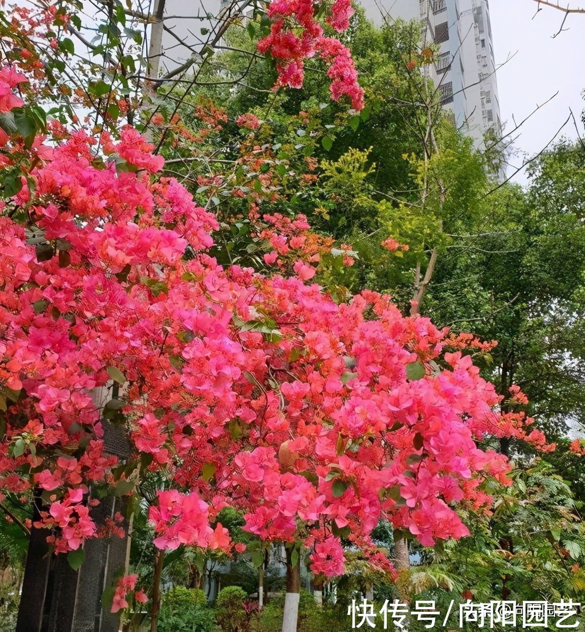 别人家的三角梅都开了，自己的还光秃秃，缺少肥料就不开花