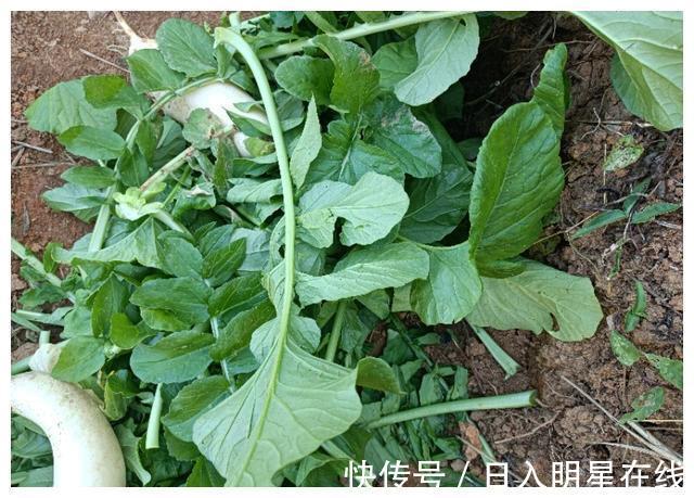 叶子|农村人只知道吃其果实,叶子被无情丢掉,殊不知叶子作用非常大