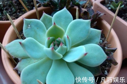 叶子|多肉变成一张大饼,该咋救一招绝对好使!